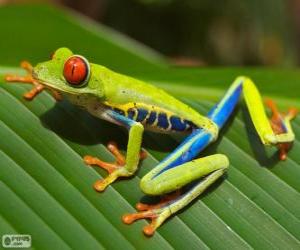 Puzzle Red-eyed tree frog